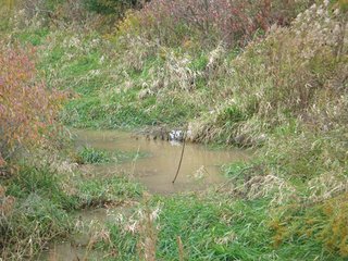Property photo 4 - 97 +/- Acres Tillable Land Auction